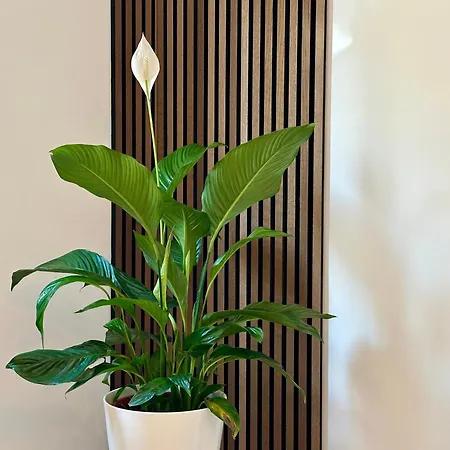 Rheingrafenblick Mit Infrarotkabine Apartment