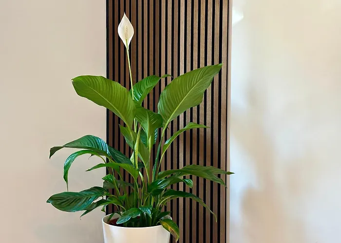 Rheingrafenblick Mit Infrarotkabine アパート